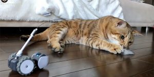 The Most Expensive Cat Toy That Your Cat Might Actually Play With