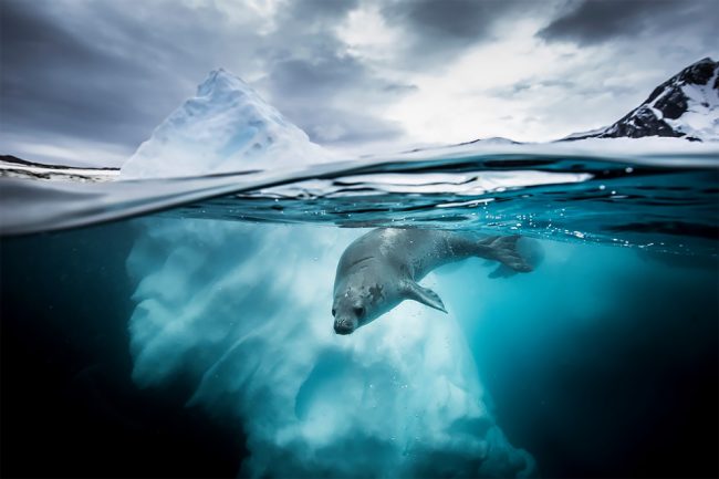 The Spectacular Winning Photos From Underwater Photographer Of The Year ...