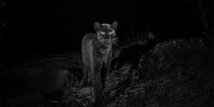 The Extremely Rare Black Leopard Confirmed In Africa For First Time In 100 Years