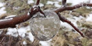 Icy Rain Creates 'Ghost Apples' In Michigan