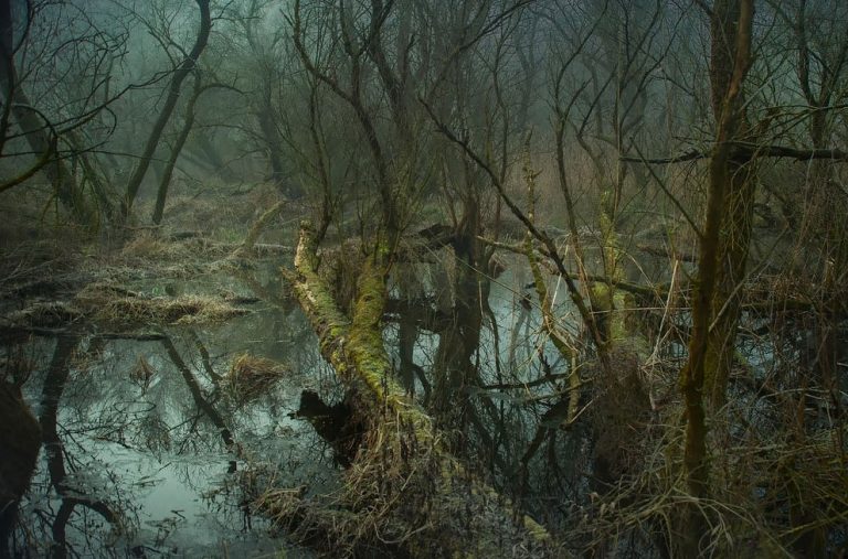 This Hidden Chilling Forest Path Looks Like A Trail To Mordor » Design ...