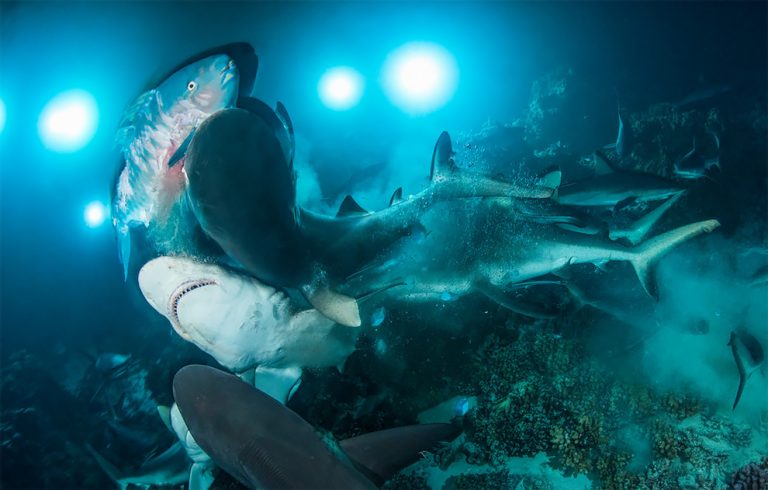 The Spectacular Winning Photos From Underwater Photographer Of The Year ...