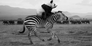 Artist Imagines The Secret Life Of Wild Animals When No One‘s Watching