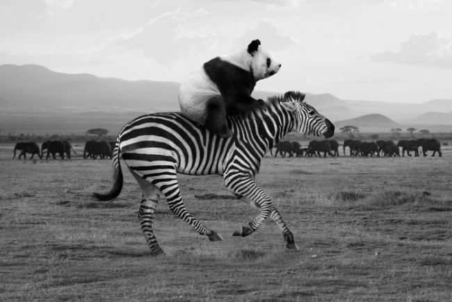 Photographer Shows The Funny Life Of Animals From Kenya 5c6094c69dbab 700
