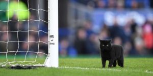 A Black Cat Interrupted A Football Match And Unsurprisingly Refused To Leave