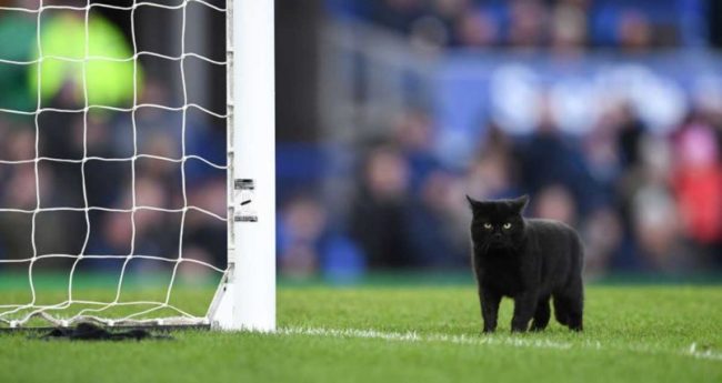 A Black Cat Interrupted A Football Match And Unsurprisingly Refused To Leave3 805x427