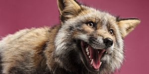 Pet Photographer Photographer Fell In Love With Foxes After Taking Their Photos In Her Studio