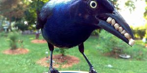 This Woman Set Up A Photo Booth For Birds In Her Yard, And The Results Are Extraordinary