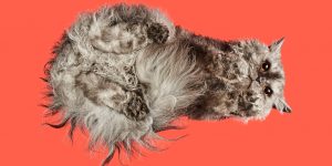 Under-Cats: Photographer Andrius Burba Captures Photos Of Cats From From Underneath In Colorful Backgrounds