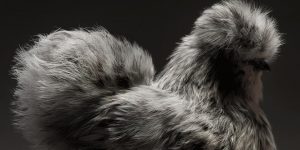 Photographer Documents Chickens, And They All Look Like Supermodels