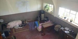 Terrible And Bizarre Pictures Taken By Real Estate Agents