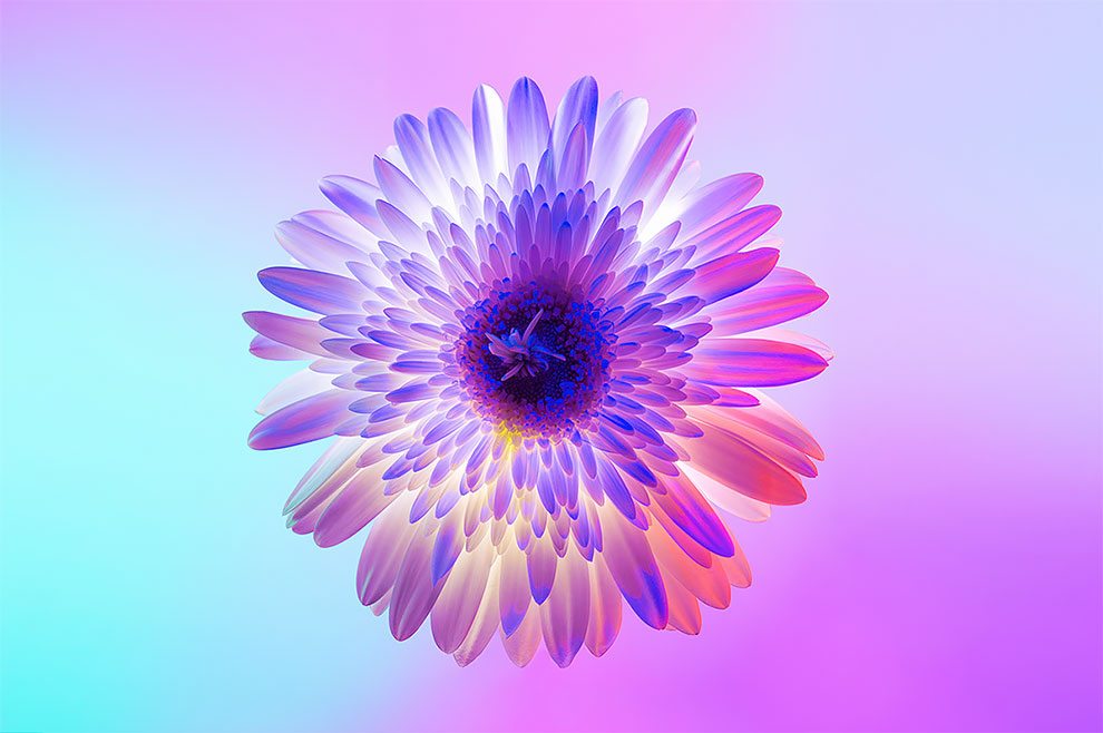 Artist Captures Beautiful Photos Of Flowers In Bloomy Neon » Design You ...