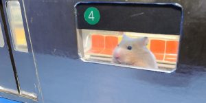 This Is A Tiny Hamster Rides Her Own Personal Subway Train