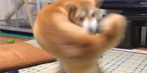 Japanese Twitter Falls In Meme Love With Perfectly Timed Photo Of One-Punch Shiba Inu