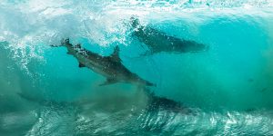 Daredevil Photographer Captures Incredible Pictures Of Sharks In The Middle Of A Wave