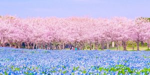 A Beautiful Spring Rhapsody Of Sakura and Nemophila Flowers In Fukuoka Prefecture