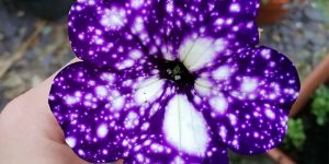 These “Galaxy” Flowers Grow Entire Universes On Their Petals