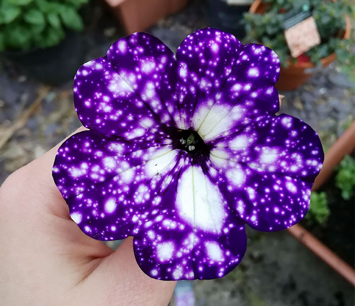 these-galaxy-flowers-grow-entire-universes-on-their-petals-design