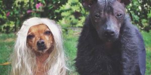 Artist Creates Adorable Cloaks That Will Turn Your Pet Into A Game Of Thrones Character