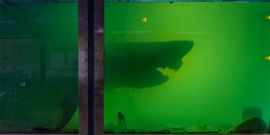 A Great White Shark Preserved In Formaldehyde In An Abandoned Wildlife Park