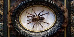 This Artist Creates Baroque And Gothic Wall Mounts Out Of Taxidermied Spiders
