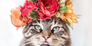 College Professor  Is Making Flower Crowns For Animals And They Look Majestic