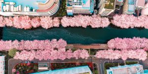 Photographer Captures Cherry Blossom Path “Suddenly Appearing” In The Middle Of Tokyo