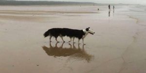 Funniest Animal Fails Caught In Panoramic Pictures