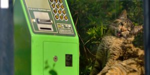 Japanese Viral Cat Photos Remind Everyone Of The Nostalgic Charm Of Phone Boxes
