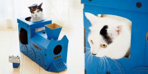 Turn Your Cats Into Furry Train Conductors With Colorful Cardboard Trains