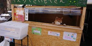 Japanese Food Stall Staffed By An Adorable Shiba-Inu Dog