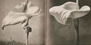 101 Best Picture Comparisons From Lilliput Or Chamberlain And The Beautiful Llama