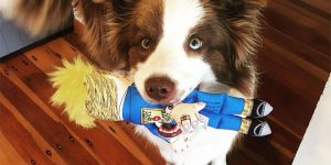 Make Your Pet's Chew Toy Great Again: Trump Dog Chew Toy Is Getting Popular