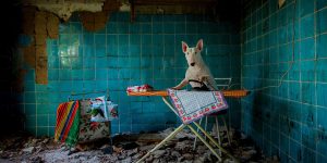 3-Year-Old Bull Terrier Travels The World With Dutch Photographer Alice van Kempen And Poses For Photographs In Abandoned Buildings