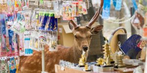 Urban Deer Of Nara: A Photo Series By Yoko Ishii Documents The Free-Ranging Urban Deers In Japan