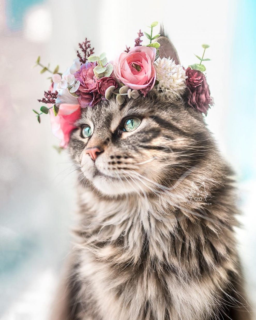 College Professor Is Making Flower Crowns For Animals And They Look 