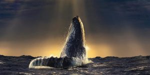 Breathtaking Wildlife And Landscape Photography By Pepe Soho