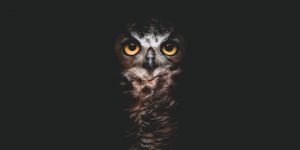 The Owls Are Not What They Seem: Magical Pictures Of Owls By Daniel J Nevares
