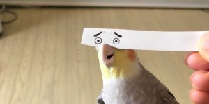 Using a Strip of Paper To Give Birds Funny Eyes Is Ingenious