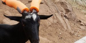 Misbehaving Goats That Were Forced To Wear Pool Noodles & Tennis Balls For Everyone’s Safety