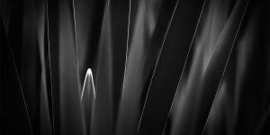 Spectacular Black & White Winning Photos From The International Garden Photographer Of The Year 2019