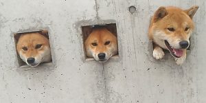 Curious “Shiba Inu Sticking Their Heads Through Walls” Bath Towel Set Gives You A Patiently Waiting Shower Buddy