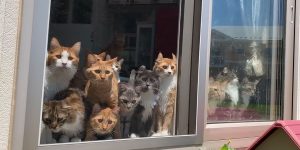 Japanese Cats Love Nothing More In The World Than Watching Farmer Next Door Plant His Rice