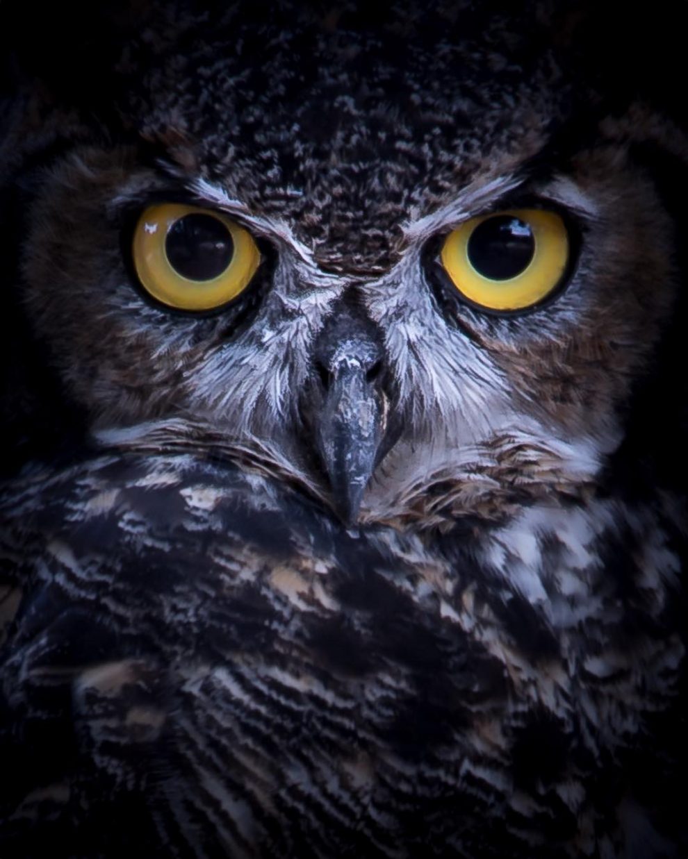 “The Owls Are Not What They Seem”: Magical Pictures Of Owls By Daniel J ...