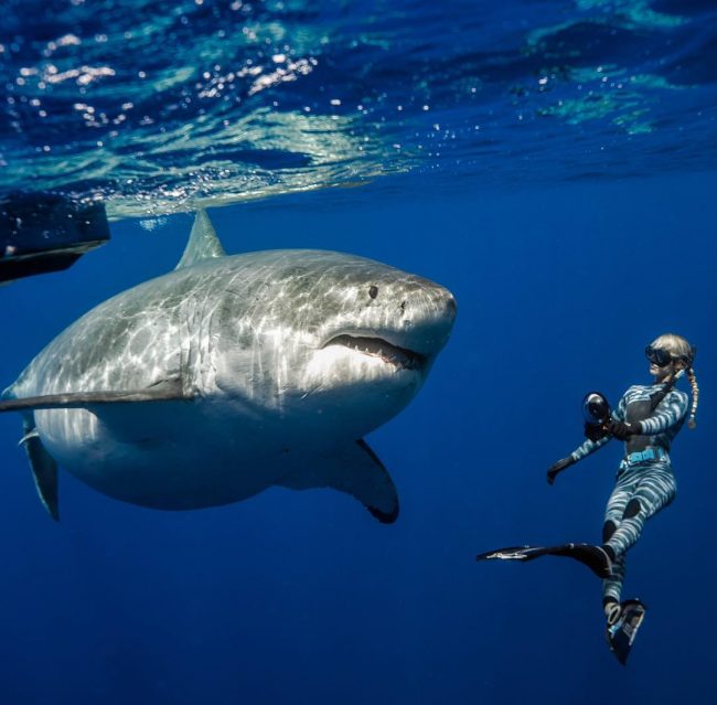 “Dancing With Sharks”: Incredible Underwater Photography By Juan ...