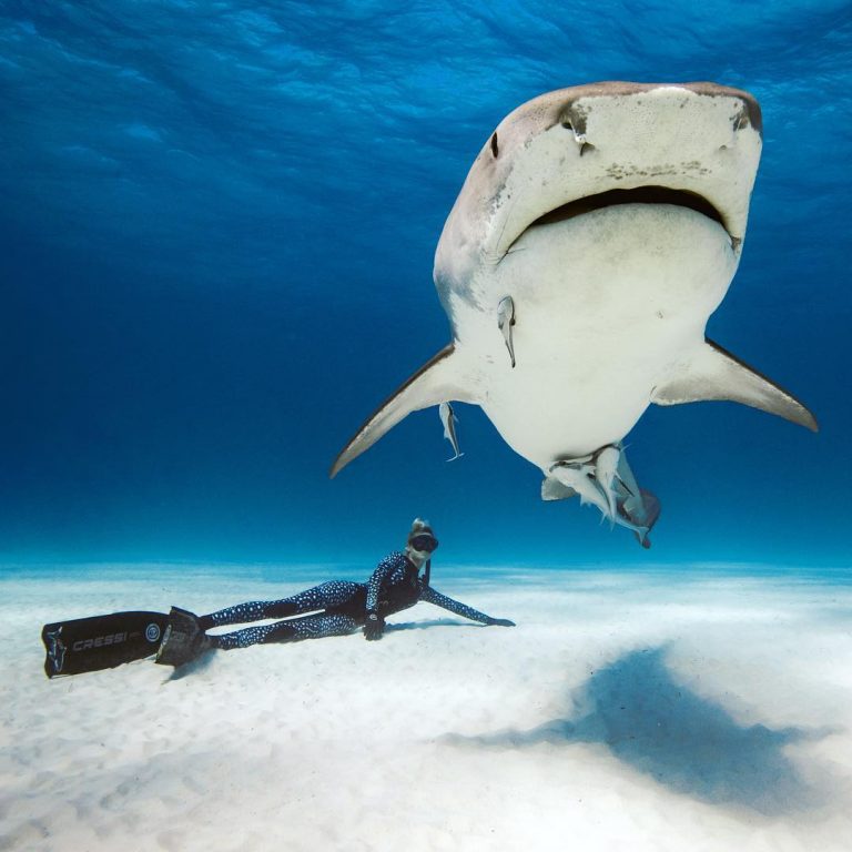 “Dancing With Sharks”: Incredible Underwater Photography By Juan ...