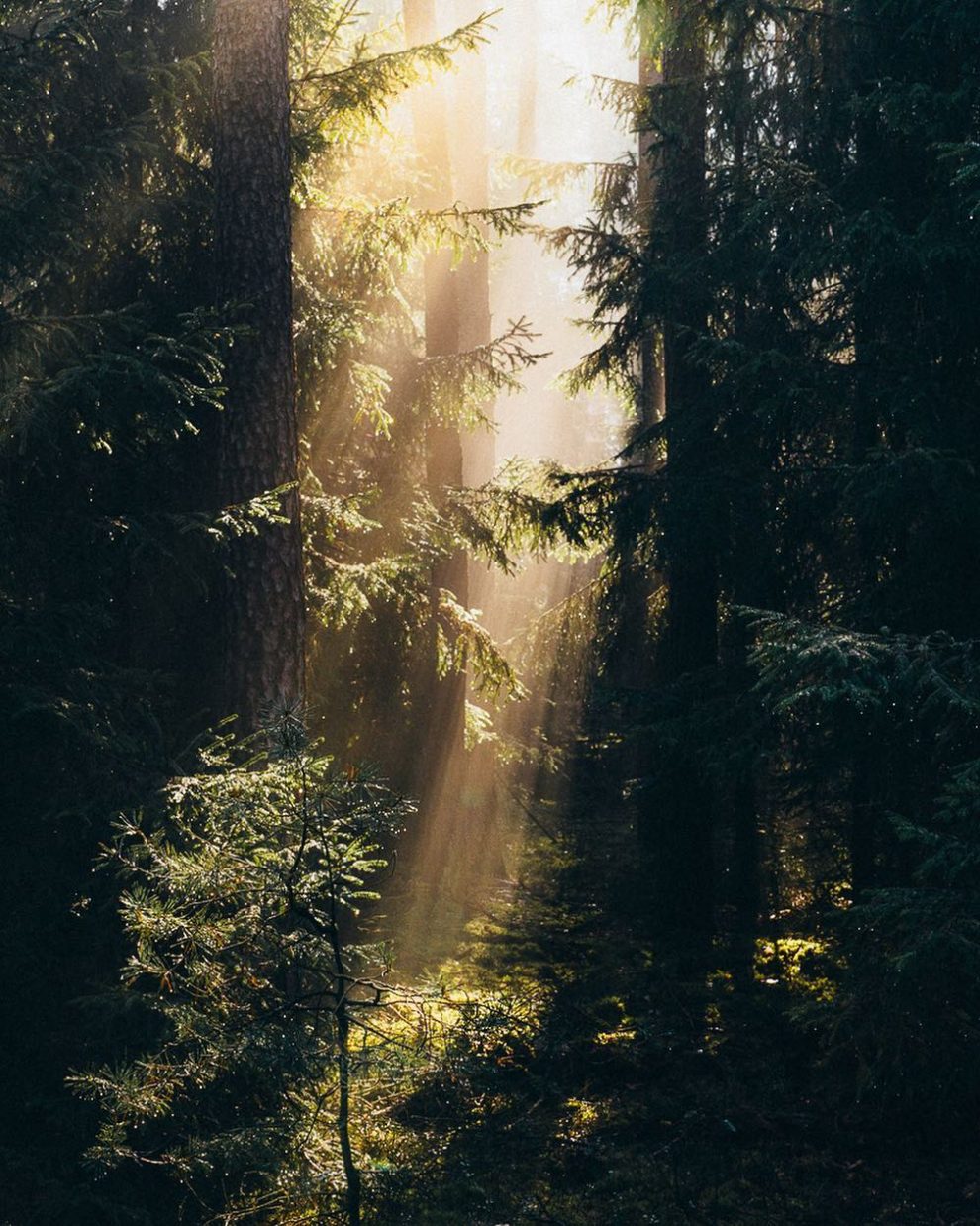 Photographer Jakub Wencek Explores The Forests Of Poland To Capture ...