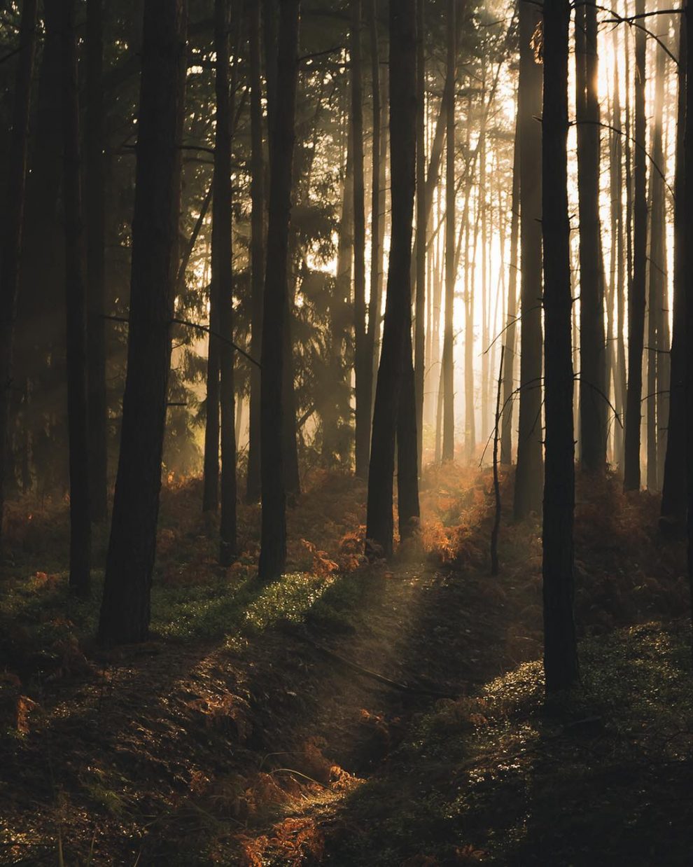 Photographer Jakub Wencek Explores The Forests Of Poland To Capture ...