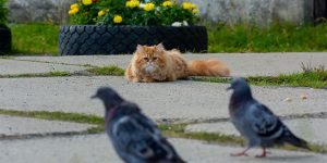A Hunting Story Full Of Drama: A Day In The Life Of Barsik The Cat