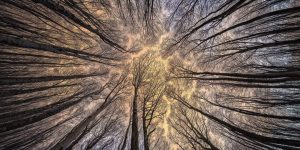 Italian Photographer Captures The Magical Beauty Of The Forest From The Bottom Looking Up